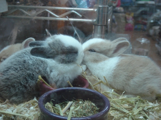 bunny-love